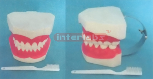 10 x 8 x 8.5 cm MIDDLE-LITTLE SANS TOOTH GAP FIXED DENTAL CARE MODEL (ORAL HYGIENE SET, UP & LOWER JAW) (28 PCS)